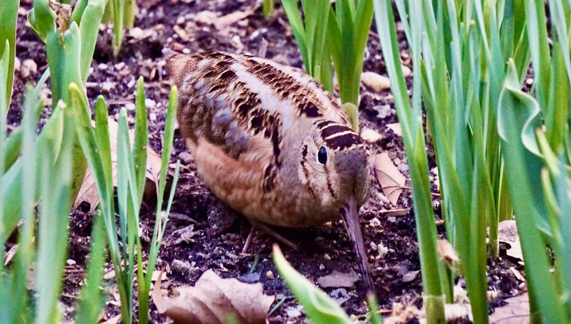 American Woodcock Spotted steps away from 42nd Street in Bryant Park, NYC by AndrewDallos is licensed under CC BY-NC-ND 2.0.